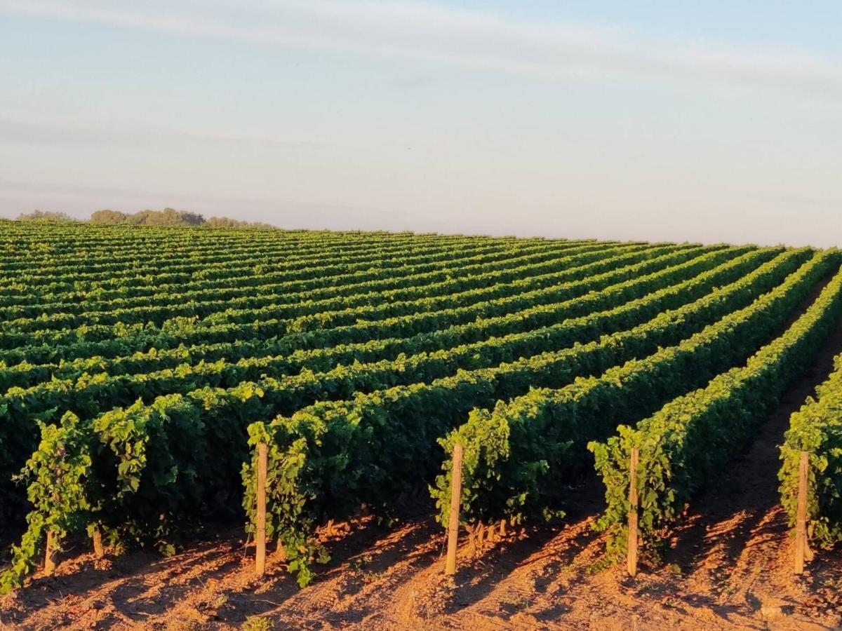 Gites De L'Estagnol Villeneuve-lès-Maguelonne Kültér fotó