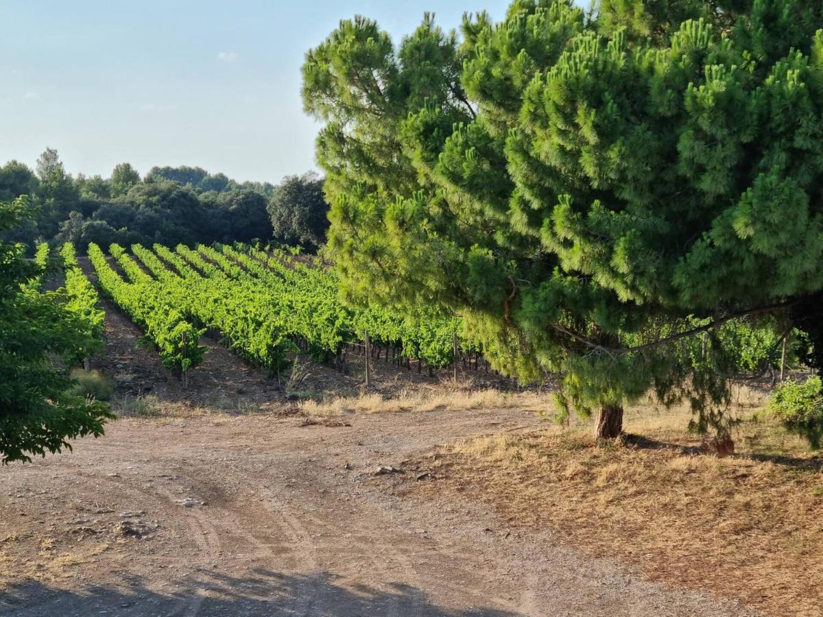 Gites De L'Estagnol Villeneuve-lès-Maguelonne Kültér fotó